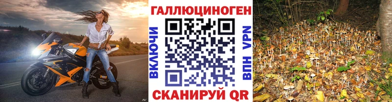 shop клад  Новотитаровская  Псилоцибиновые грибы MAGIC MUSHROOMS  кракен tor 